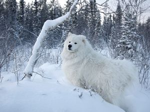 Превью обои собака, снег, прогулка