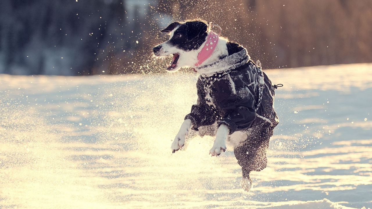 Обои собака, снег, прыжок, прогулка