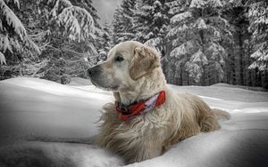 Превью обои собака, снег, сидеть, лес, ошейник