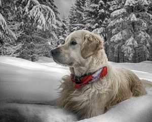 Превью обои собака, снег, сидеть, лес, ошейник