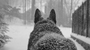 Превью обои собака, снег, спина