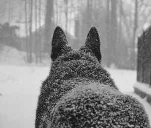 Превью обои собака, снег, спина