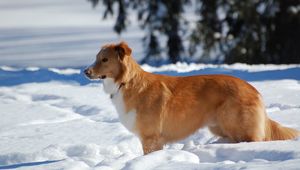 Превью обои собака, снег, стоять, ожидание