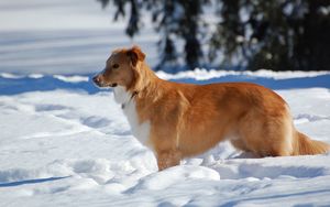 Превью обои собака, снег, стоять, ожидание