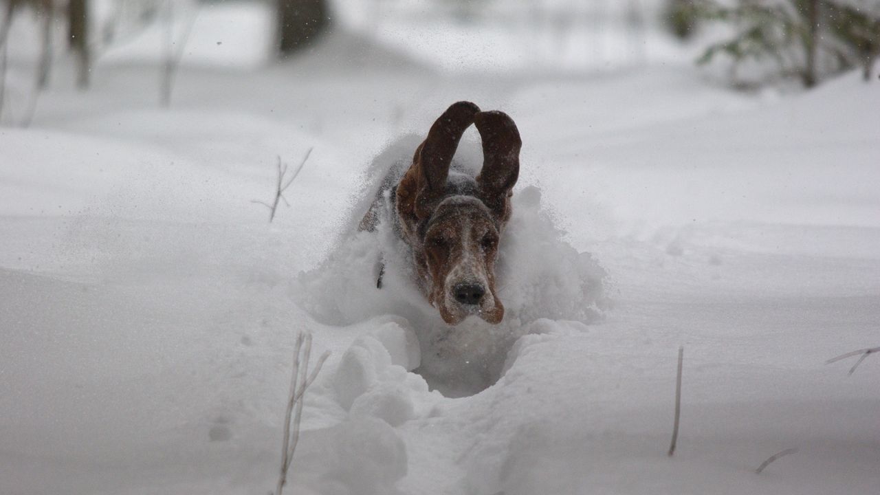 Обои собака, снег, уши, бежать, сугробы, зима