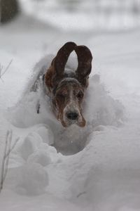 Превью обои собака, снег, уши, бежать, сугробы, зима