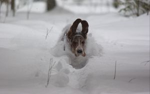 Превью обои собака, снег, уши, бежать, сугробы, зима