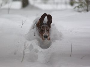 Превью обои собака, снег, уши, бежать, сугробы, зима