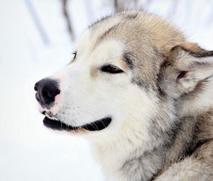 Превью обои собака, снег, взгляд, мех