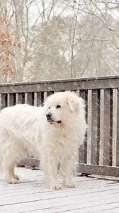 Превью обои собака, снег, забор, стоит
