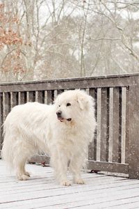 Превью обои собака, снег, забор, стоит