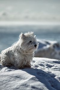 Превью обои собака, снег, зима, игривый