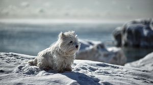 Превью обои собака, снег, зима, игривый