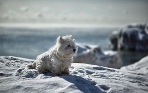 Превью обои собака, снег, зима, игривый
