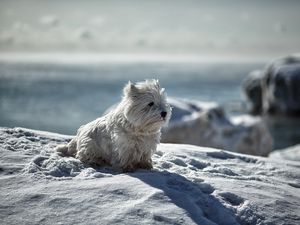 Превью обои собака, снег, зима, игривый