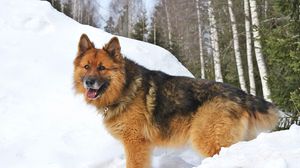 Превью обои собака, снег, зима, прогулка