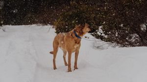 Превью обои собака, снегопад, прогулка