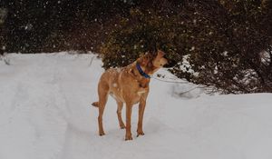 Превью обои собака, снегопад, прогулка