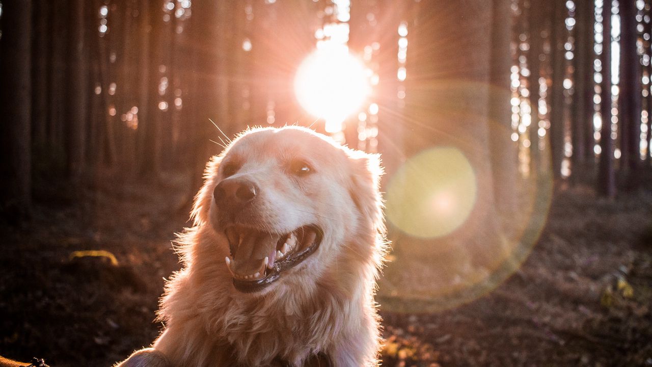 Обои собака, солнечный свет, счастливый, лес