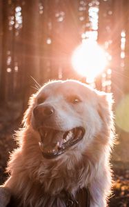 Превью обои собака, солнечный свет, счастливый, лес