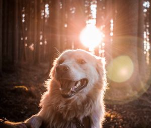 Превью обои собака, солнечный свет, счастливый, лес