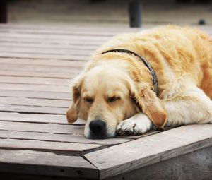 Превью обои собака, сон, деревянный пол, отдых