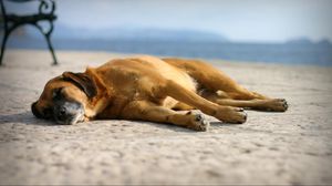 Превью обои собака, сон, песок, лежать