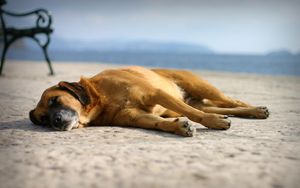 Превью обои собака, сон, песок, лежать