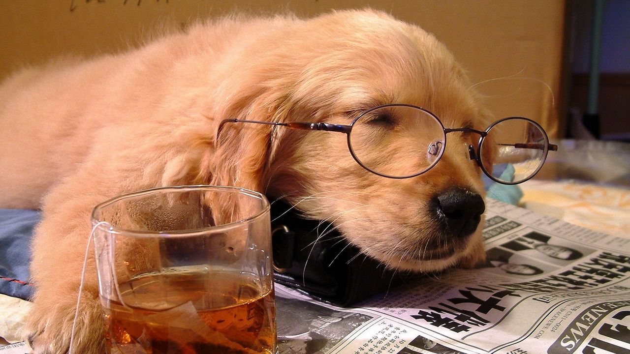 Обои собака, сон, щенок, морда, очки, газета, стакан, напиток, чайный пакетик, ситуация, спящий
