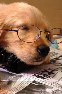 Превью обои собака, сон, щенок, морда, очки, газета, стакан, напиток, чайный пакетик, ситуация, спящий