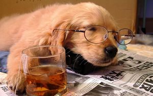Превью обои собака, сон, щенок, морда, очки, газета, стакан, напиток, чайный пакетик, ситуация, спящий