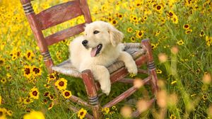 Превью обои собака, стул, лежать, цветы