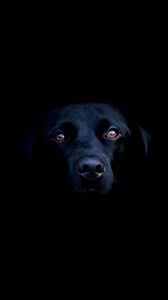 Превью обои собака, тень, черный, глаза, морда, нос