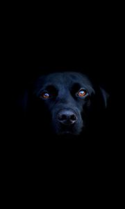 Превью обои собака, тень, черный, глаза, морда, нос