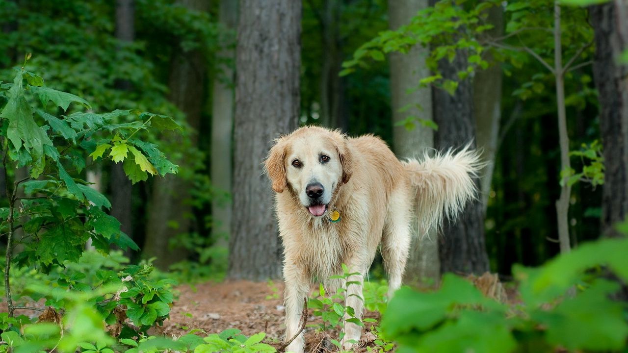 Обои собака, трава, деревья, листья, прогулка