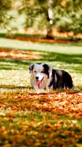 Превью обои собака, трава, дерево, осень, прятаться