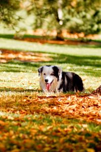 Превью обои собака, трава, дерево, осень, прятаться