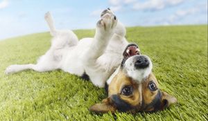 Превью обои собака, трава, лежать, игривый