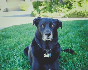Превью обои собака, трава, лежит, морда, черный