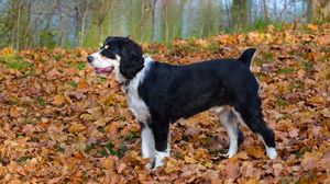 Превью обои собака, трава, листья, осень