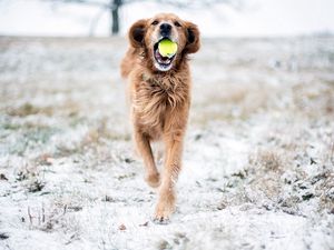 Превью обои собака, трава, мяч, игривый, бежать