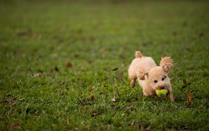 Превью обои собака, трава, мяч, игрушка