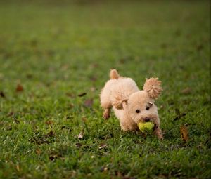 Превью обои собака, трава, мяч, игрушка