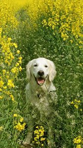 Превью обои собака, трава, поле, цветы