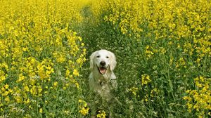 Превью обои собака, трава, поле, цветы