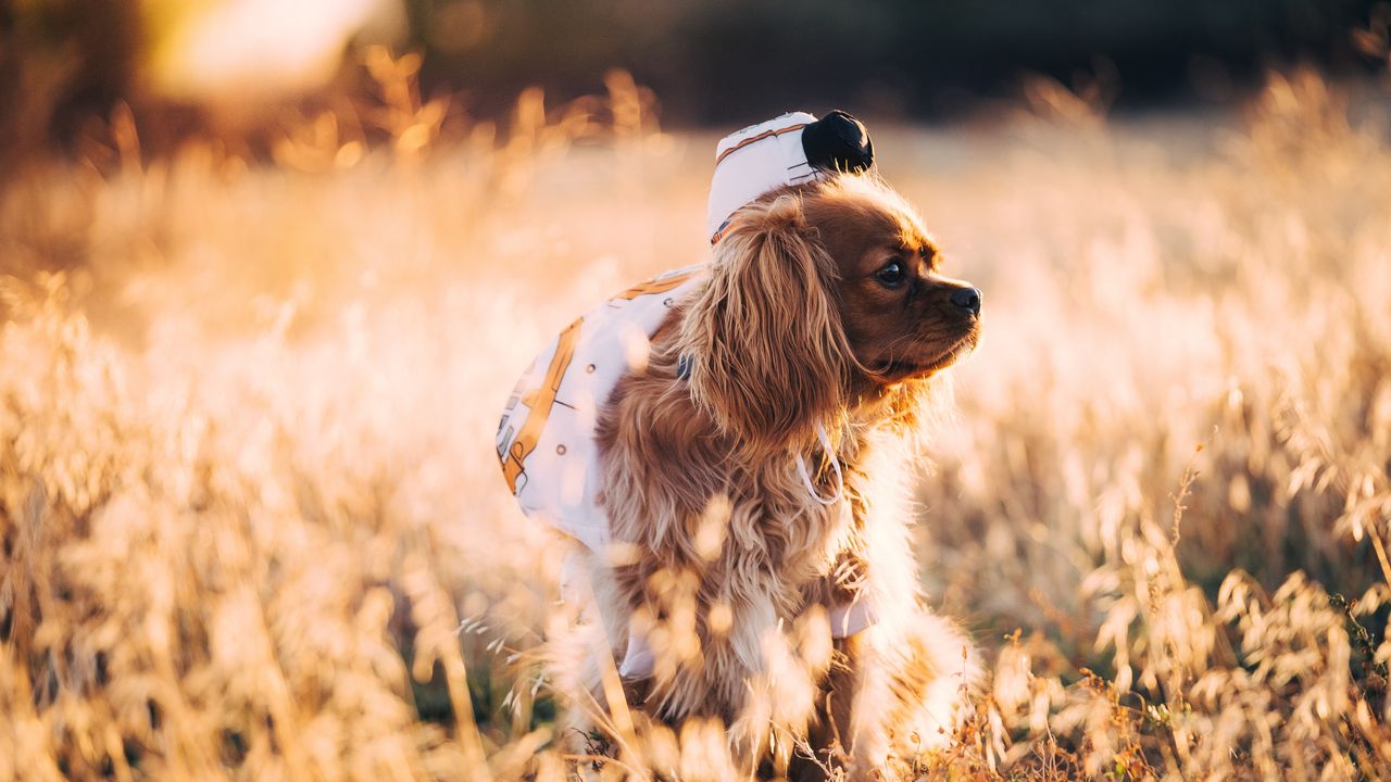 Обои собака, трава, прогулка, солнечный свет