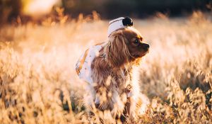 Превью обои собака, трава, прогулка, солнечный свет