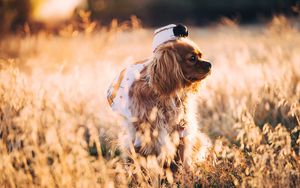 Превью обои собака, трава, прогулка, солнечный свет