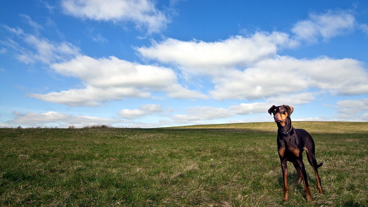 Обои собака, трава, прогулка, небо, горизонт
