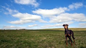 Превью обои собака, трава, прогулка, небо, горизонт